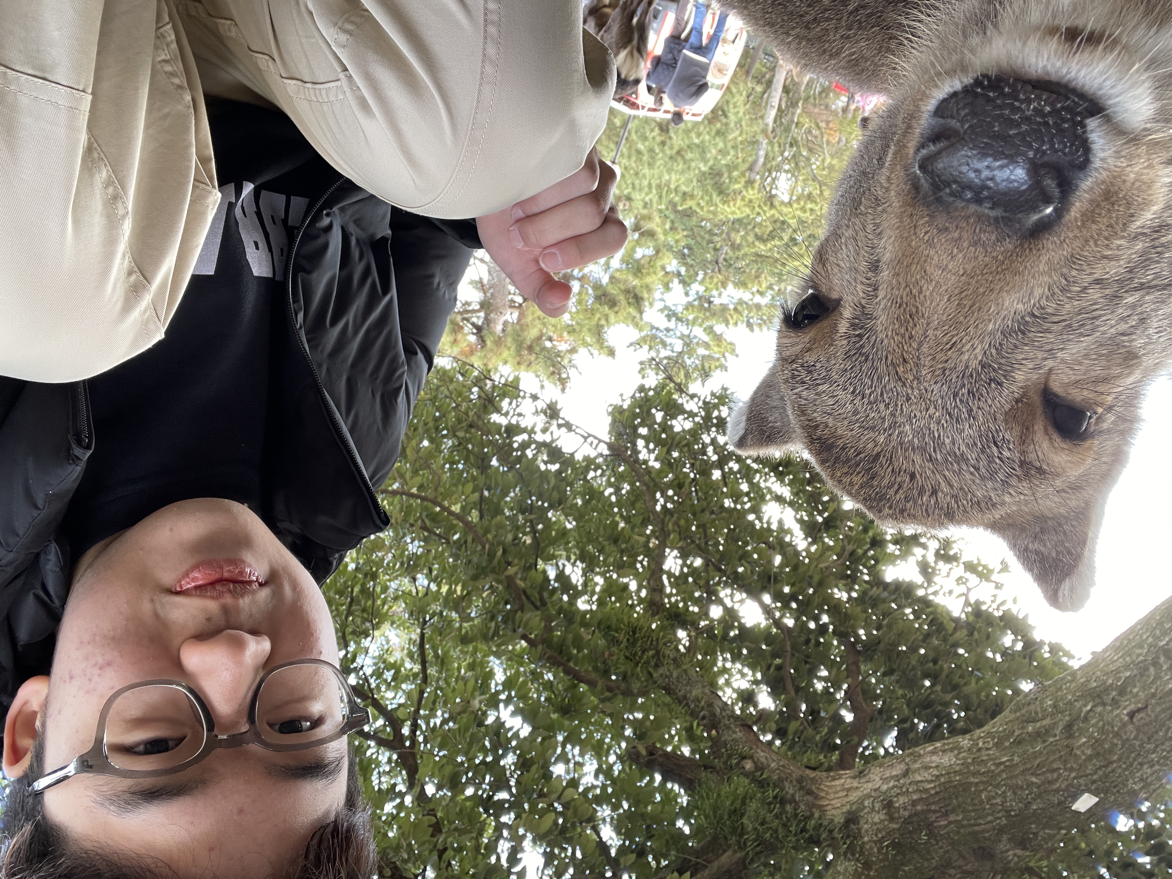 Benjamin feeding deer in Nara